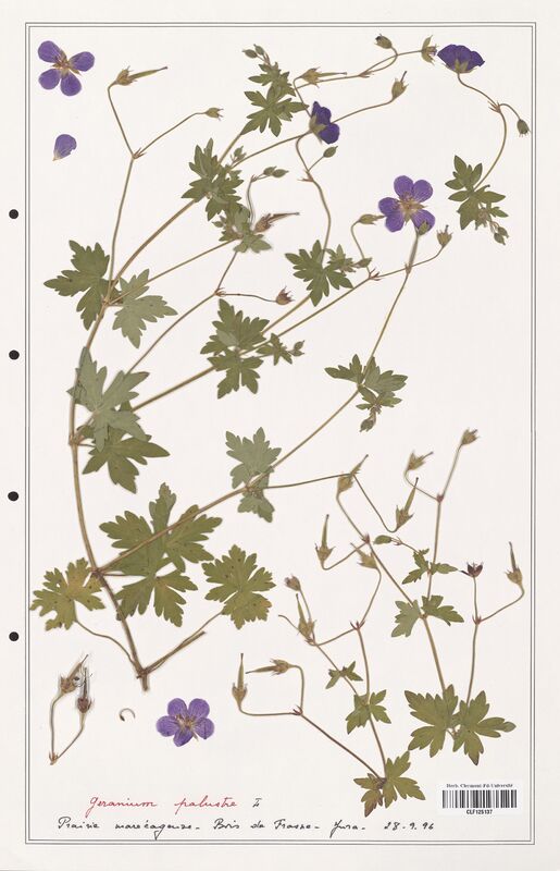 Geranium palustre  (Geraniaceae)