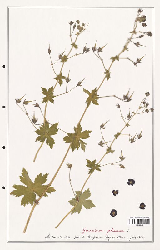 Geranium phaeum  (Geraniaceae)