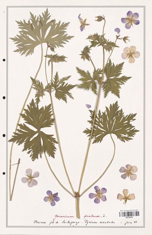 Geranium pratense  (Geraniaceae)