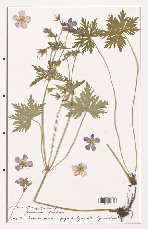 Geranium pratense  (Geraniaceae)