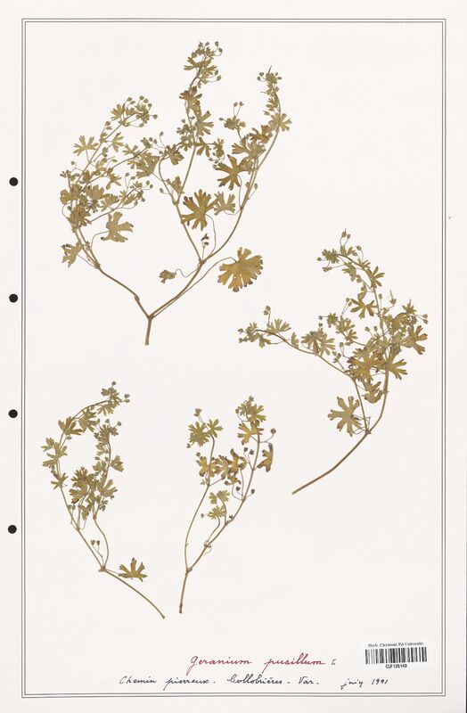 Geranium pusillum  (Geraniaceae)