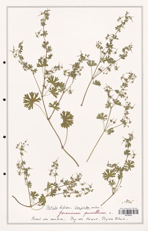 Geranium pusillum  (Geraniaceae)