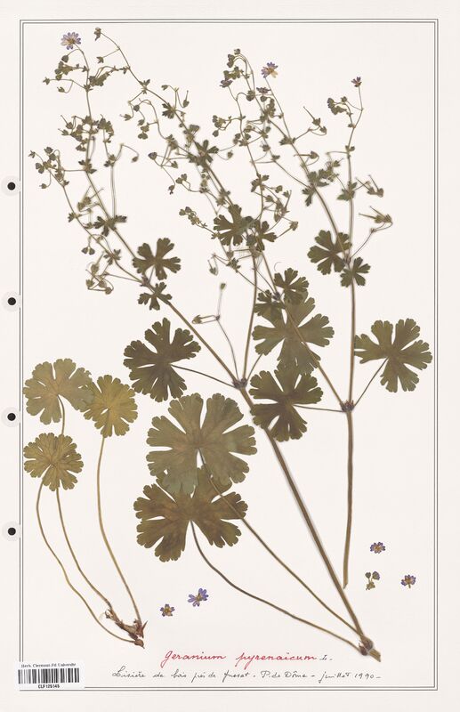 Geranium pyrenaicum  (Geraniaceae)