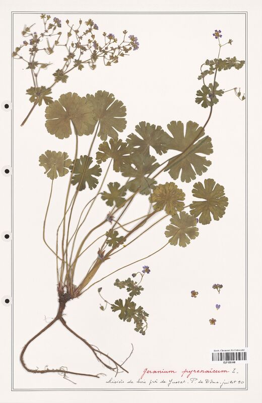 Geranium pyrenaicum  (Geraniaceae)