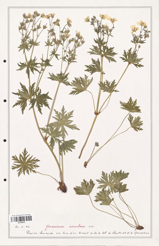 Geranium rivulare  (Geraniaceae)