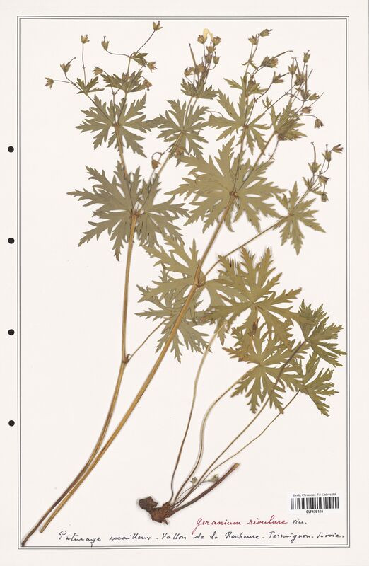 Geranium rivulare  (Geraniaceae)