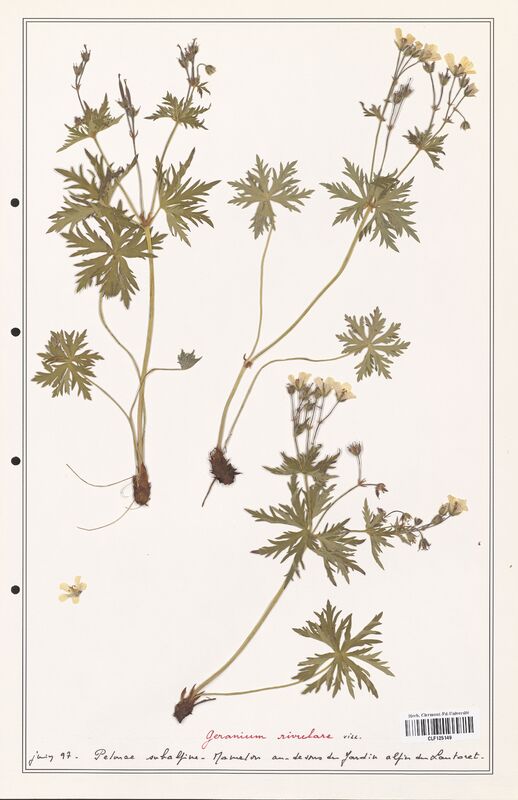 Geranium rivulare  (Geraniaceae)