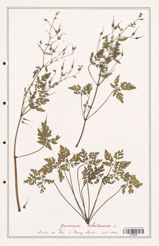 Geranium robertianum  (Geraniaceae)