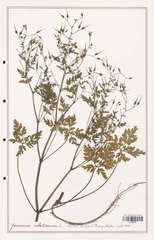 Geranium robertianum  (Geraniaceae)