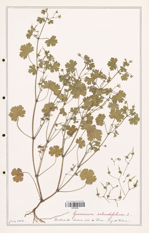 Geranium rotundifolium  (Geraniaceae)