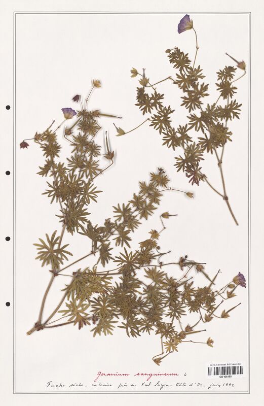 Geranium sanguineum  (Geraniaceae)