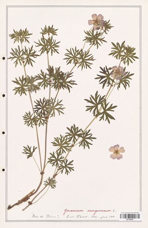 Geranium sanguineum  (Geraniaceae)