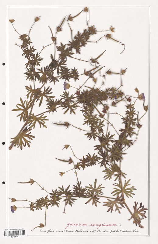 Geranium sanguineum  (Geraniaceae)