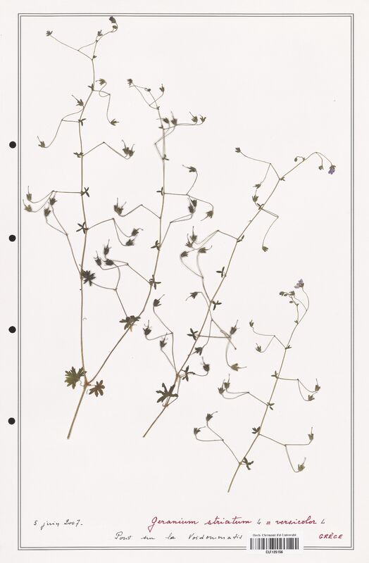 Geranium striatum  (Geraniaceae)