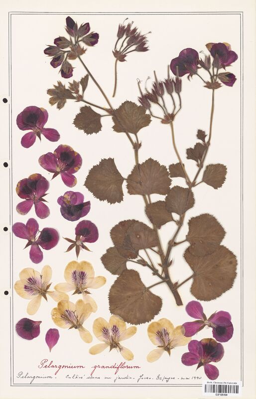 Pelargonium grandiflorum  (Geraniaceae)