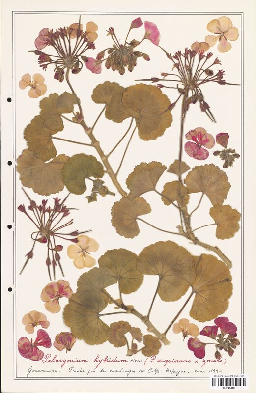 Pelargonium hybridum  (Geraniaceae)