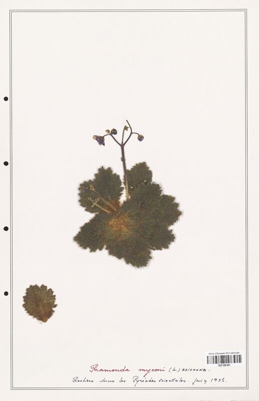 Ramonda myconi  (Geraniaceae)