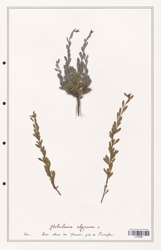 Globularia alypum  (Plantaginaceae)