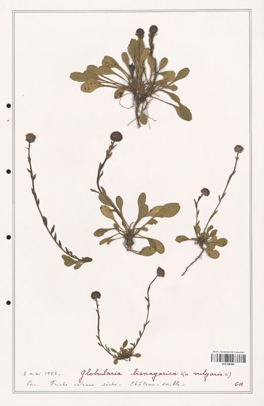 Globularia bisnagarica  (Plantaginaceae)