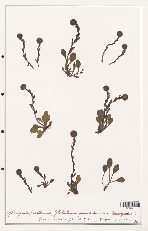 Globularia punctata  (Plantaginaceae)