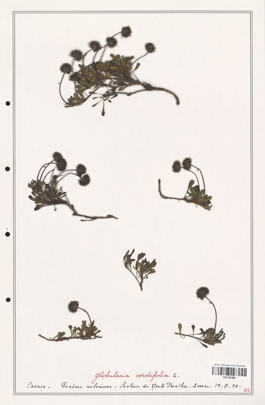 Globularia cordifolia  (Plantaginaceae)