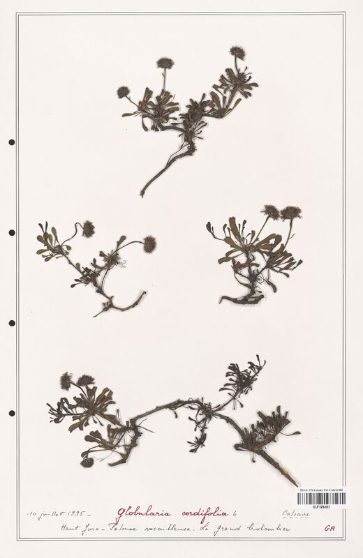 Globularia cordifolia  (Plantaginaceae)