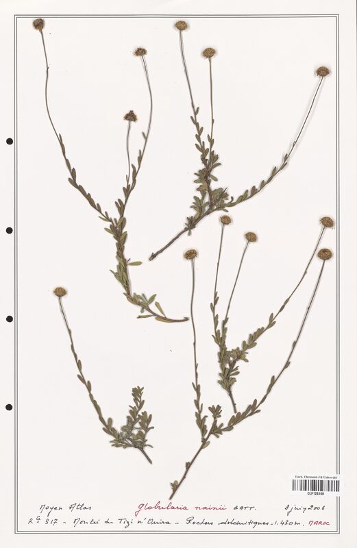Globularia nainii  (Plantaginaceae)