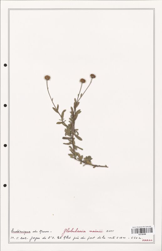 Globularia nainii  (Plantaginaceae)