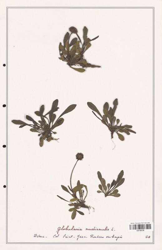 Globularia nudicaulis  (Plantaginaceae)