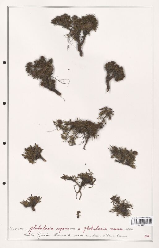 Globularia repens  (Plantaginaceae)