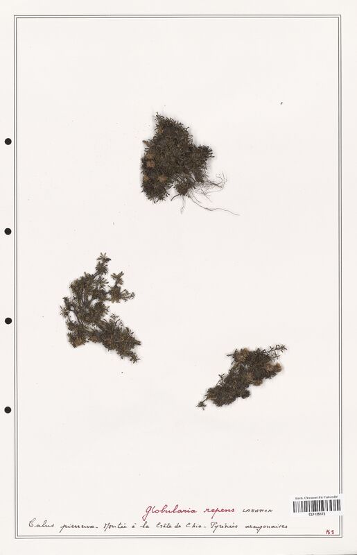 Globularia repens  (Plantaginaceae)