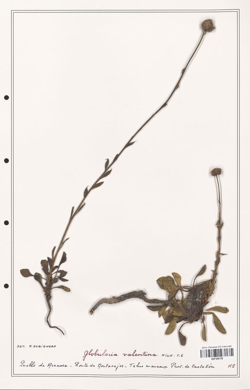 Globularia valentina  (Plantaginaceae)