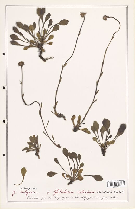 Globularia valentina  (Plantaginaceae)