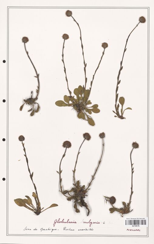 Globularia vulgaris  (Plantaginaceae)