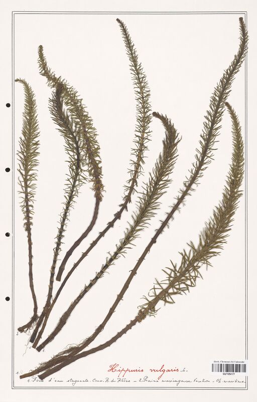 Globularia vulgaris  (Plantaginaceae)