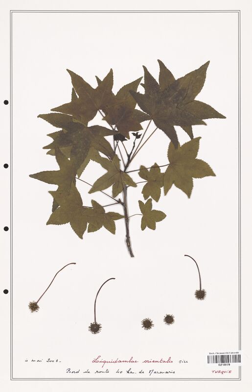 Liquidambar orientalis  (Altingiaceae)