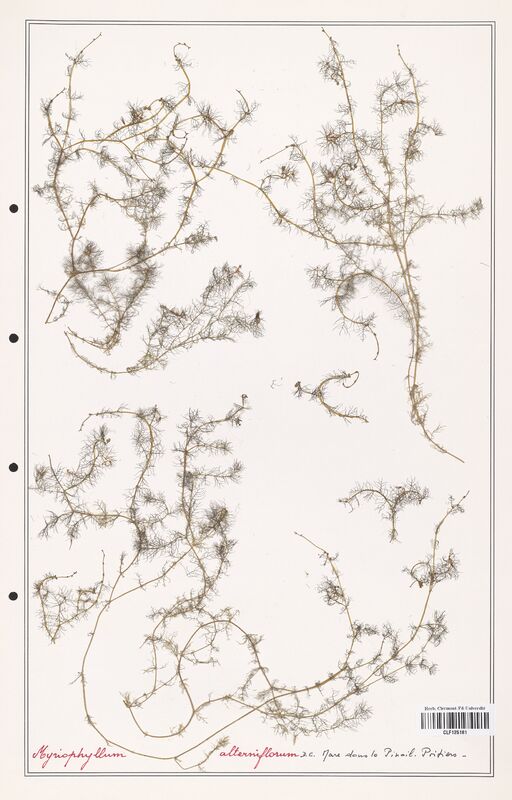 Myriophyllum alterniflorum  (Haloragaceae)