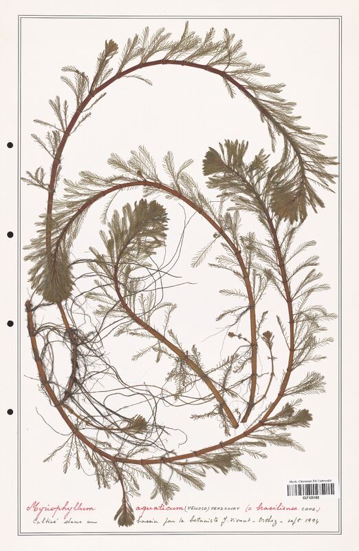 Myriophyllum aquaticum  (Haloragaceae)