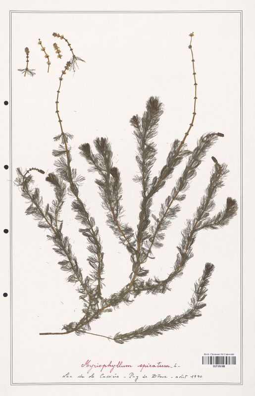 Myriophyllum spicatum  (Haloragaceae)