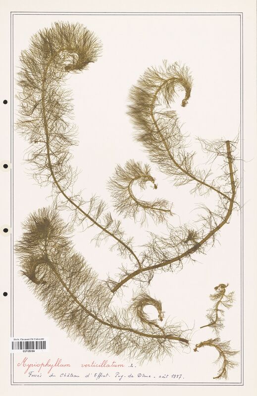 Myriophyllum verticillatum  (Haloragaceae)