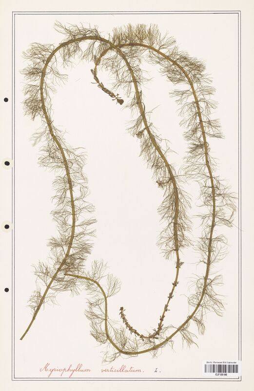 Myriophyllum verticillatum  (Haloragaceae)