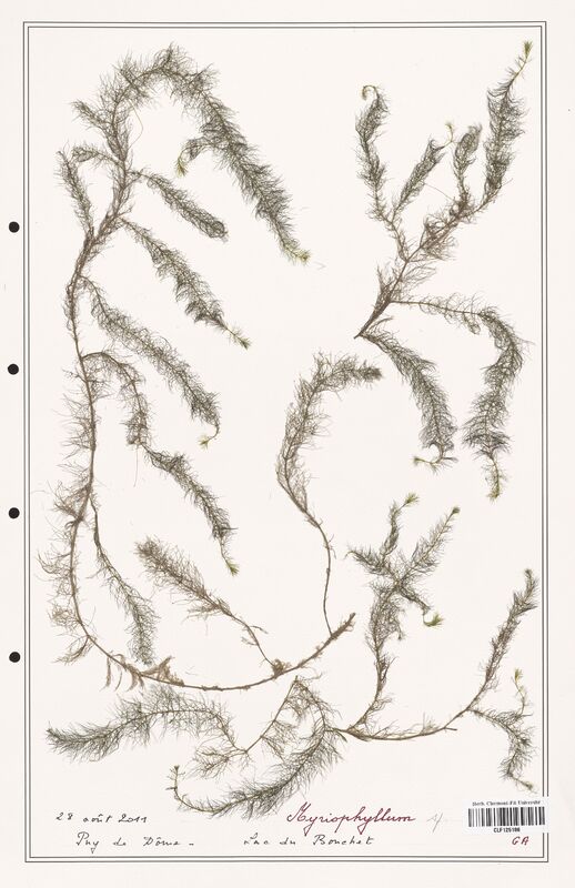 Myriophyllum verticillatum  (Haloragaceae)