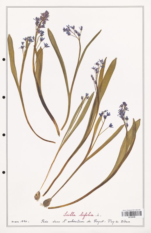 Scilla bifolia  (Asparagaceae)