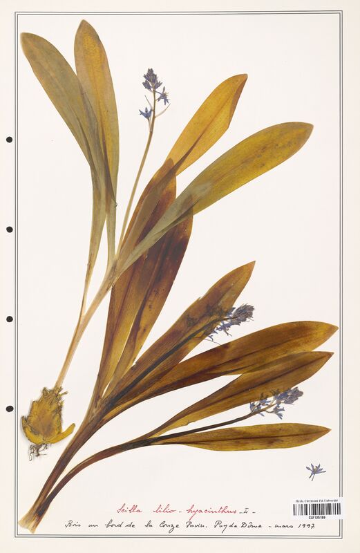 Scilla lilio_hyacinthus  (Asparagaceae)