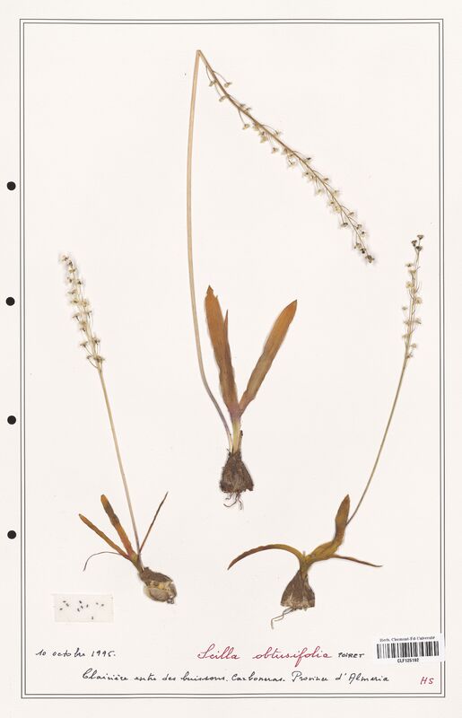 Scilla obtusifolia  (Asparagaceae)
