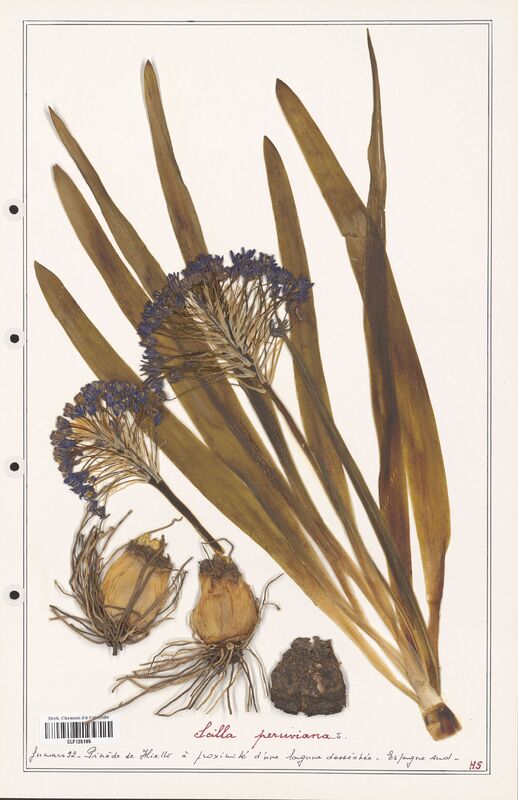 Scilla peruviana  (Asparagaceae)