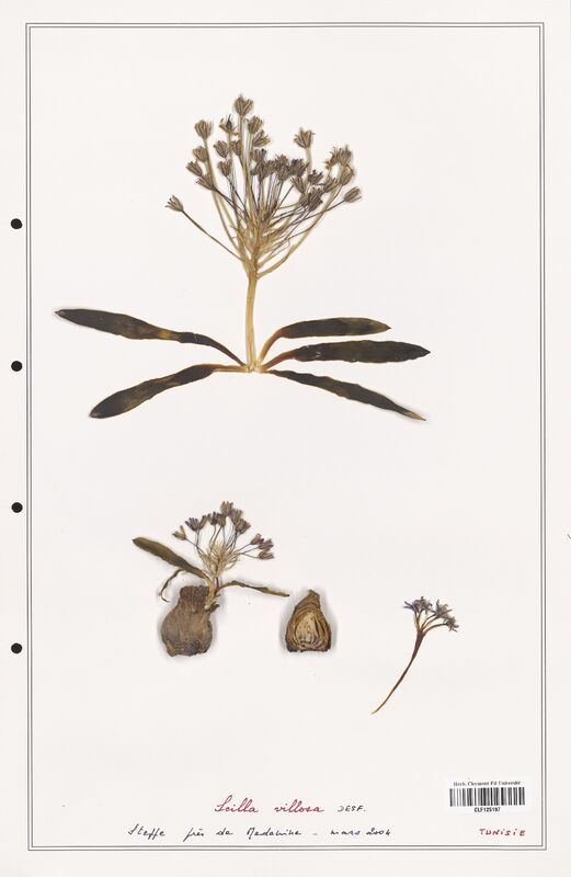 Scilla villosa  (Asparagaceae)