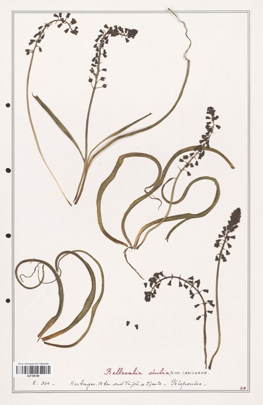 Bellevalia dubia  (Asparagaceae)