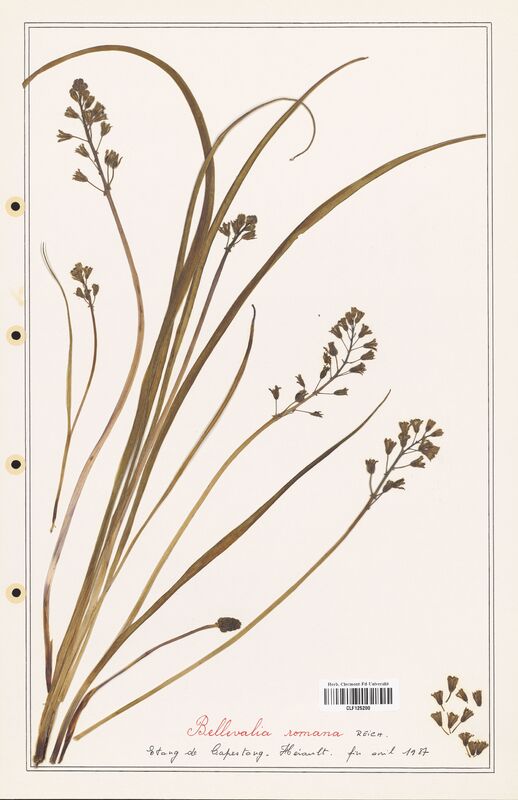 Bellevalia romana  (Asparagaceae)