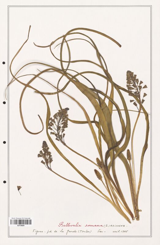 Bellevalia romana  (Asparagaceae)